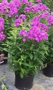 Summer Phlox - LAURA (Plant/ Root) Now Shipping - Caribbean garden seed