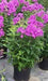 Summer Phlox - LAURA (Plant/ Root) Now Shipping - Caribbean garden seed