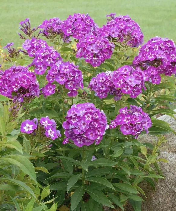 Summer Phlox - LAURA (Plant/ Root) Now Shipping - Caribbean garden seed