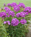 Summer Phlox - LAURA (Plant/ Root) Now Shipping - Caribbean garden seed
