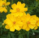 Sulphur Cosmos, Dwarf Orange (Cosmos sulphureus) Annual Flowers Seed - Caribbean garden seed
