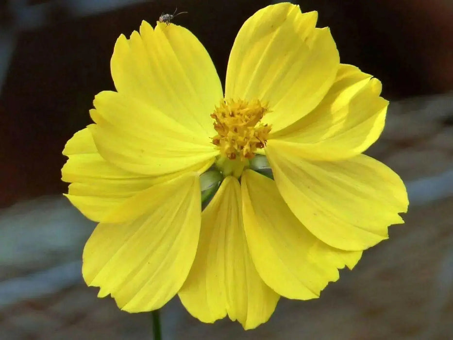 Sulphur Cosmos, Dwarf Orange (Cosmos sulphureus) Annual Flowers Seed - Caribbean garden seed