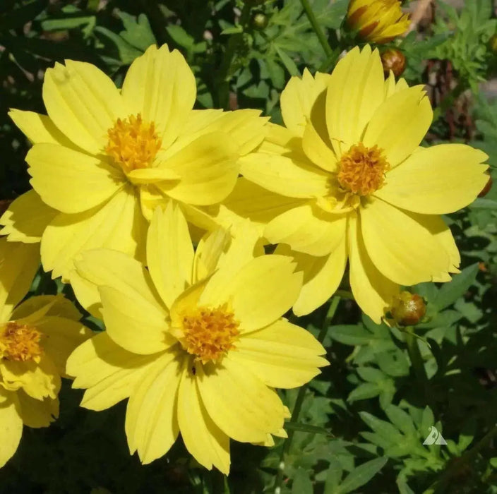 Sulphur Cosmos, Dwarf Orange (Cosmos sulphureus) Annual Flowers Seed - Caribbean garden seed