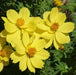 Sulphur Cosmos, Dwarf Orange (Cosmos sulphureus) Annual Flowers Seed - Caribbean garden seed