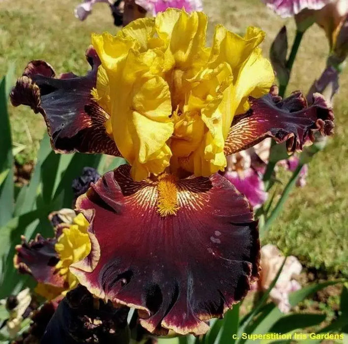 SUN DEVIL,  Tall Bearded Iris, BAREROOT Plants, Iris Germanica - Caribbean garden seed