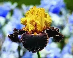 SUN DEVIL,  Tall Bearded Iris, BAREROOT Plants, Iris Germanica - Caribbean garden seed