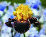 SUN DEVIL,  Tall Bearded Iris, BAREROOT Plants, Iris Germanica - Caribbean garden seed