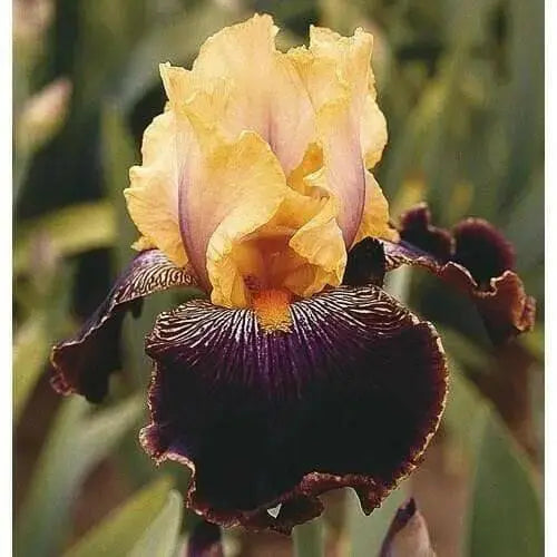 SUN DEVIL,  Tall Bearded Iris, BAREROOT Plants, Iris Germanica - Caribbean garden seed