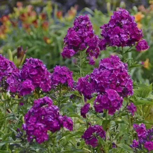 Summer Phlox - NICKY (Plant/ Root) Now Shipping - Caribbean garden seed