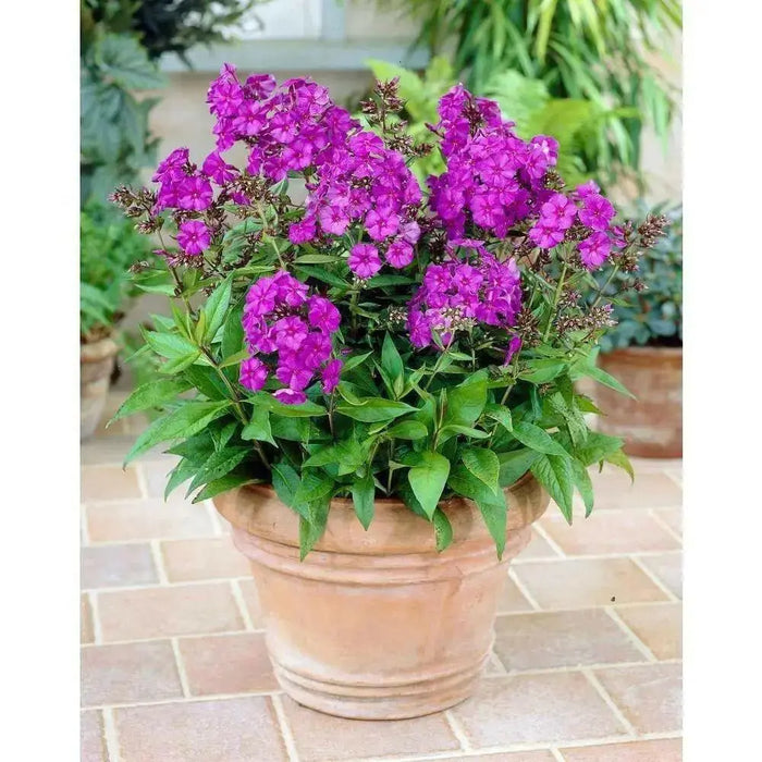 Summer Phlox - NICKY (Plant/ Root) Now Shipping - Caribbean garden seed