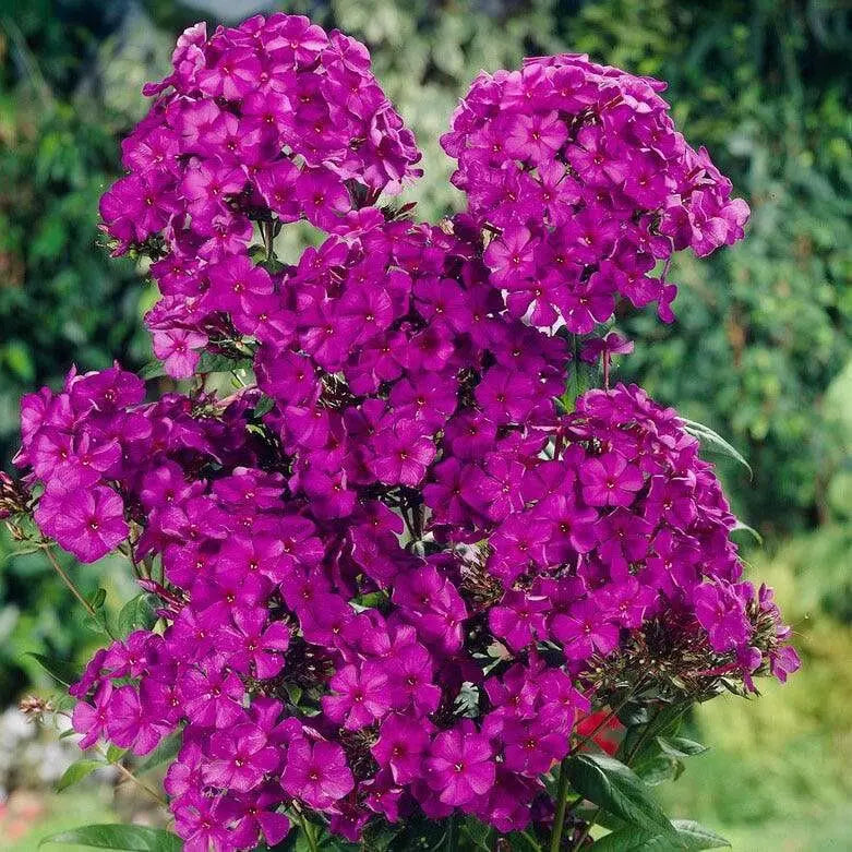 Summer Phlox - NICKY (Plant/ Root) Now Shipping - Caribbean garden seed