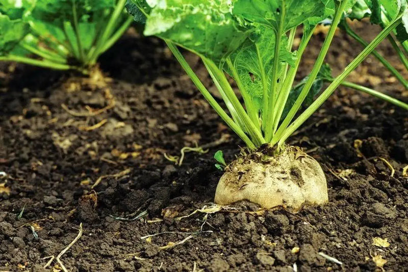 Sugars Beet Seed,(Beta vulgaris) - Caribbean garden seed