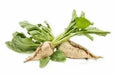 Sugars Beet Seed,(Beta vulgaris) - Caribbean garden seed