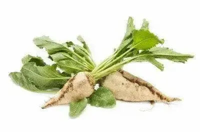 Sugars Beet Seed,(Beta vulgaris) - Caribbean garden seed