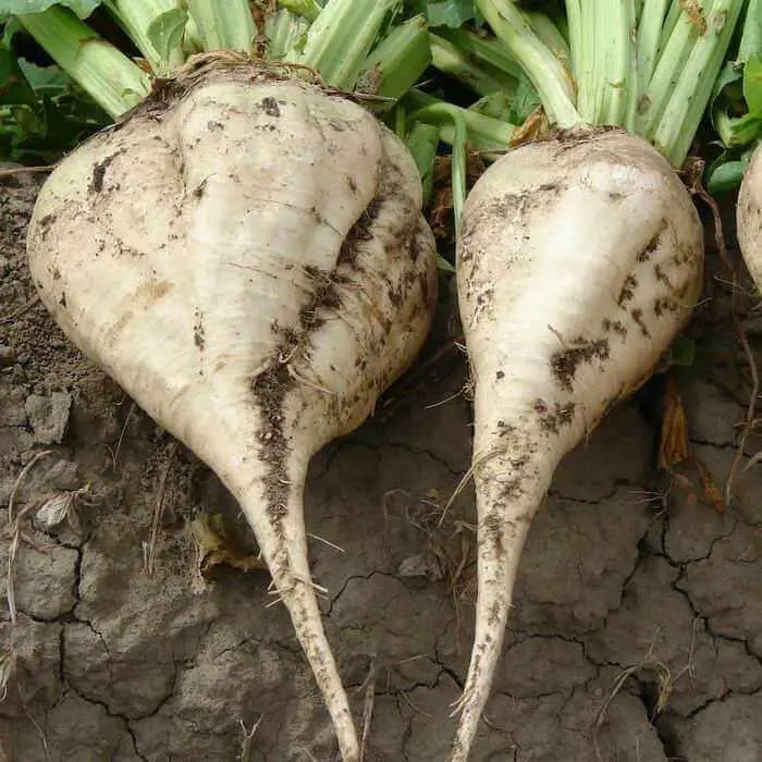 Sugars Beet Seed,(Beta vulgaris) - Caribbean garden seed