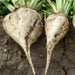 Sugars Beet Seed,(Beta vulgaris) - Caribbean garden seed