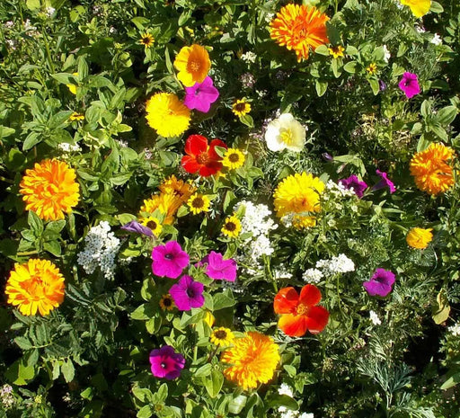 SUNBURST GROUNDCOVER ,flowers Seed Mix, annual & Perennial - Caribbean garden seed