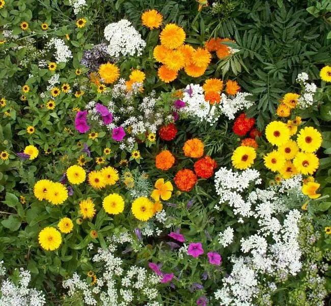 SUNBURST GROUNDCOVER ,flowers Seed Mix, annual & Perennial - Caribbean garden seed