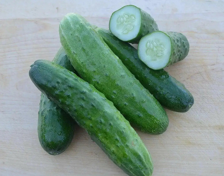 Straight Eight,Cucumber SEEDS, Heirloom Vegetable,All-America Selections winner. - Caribbean garden seed