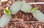 Straight Eight,Cucumber SEEDS, Heirloom Vegetable,All-America Selections winner. - Caribbean garden seed