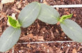 Straight Eight,Cucumber SEEDS, Heirloom Vegetable,All-America Selections winner. - Caribbean garden seed