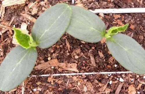 Straight Eight,Cucumber SEEDS, Heirloom Vegetable,All-America Selections winner. - Caribbean garden seed