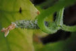 Straight Eight,Cucumber SEEDS, Heirloom Vegetable,All-America Selections winner. - Caribbean garden seed