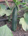 Straight Eight,Cucumber SEEDS, Heirloom Vegetable,All-America Selections winner. - Caribbean garden seed