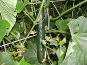 Straight Eight,Cucumber SEEDS, Heirloom Vegetable,All-America Selections winner. - Caribbean garden seed