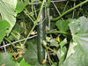 Straight Eight,Cucumber SEEDS, Heirloom Vegetable,All-America Selections winner. - Caribbean garden seed