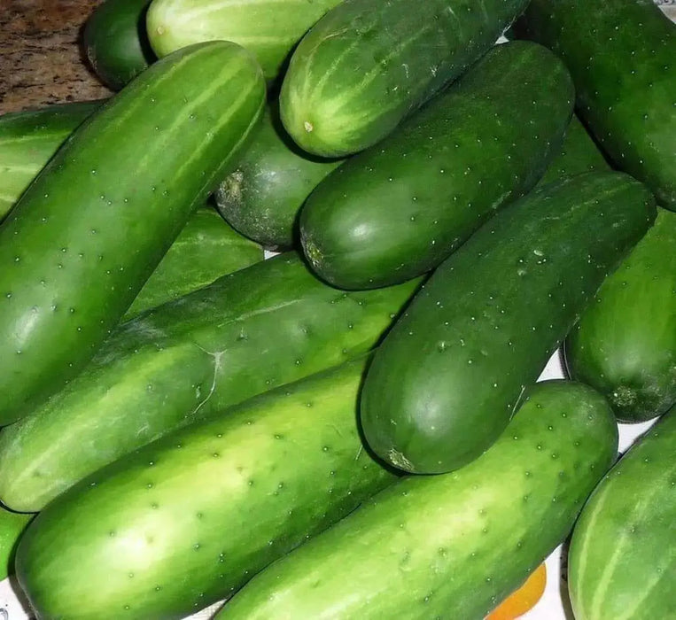 Straight Eight,Cucumber SEEDS, Heirloom Vegetable,All-America Selections winner. - Caribbean garden seed