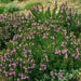 Summer Savory SEEDS  ANNUAL HERBS - Caribbean garden seed
