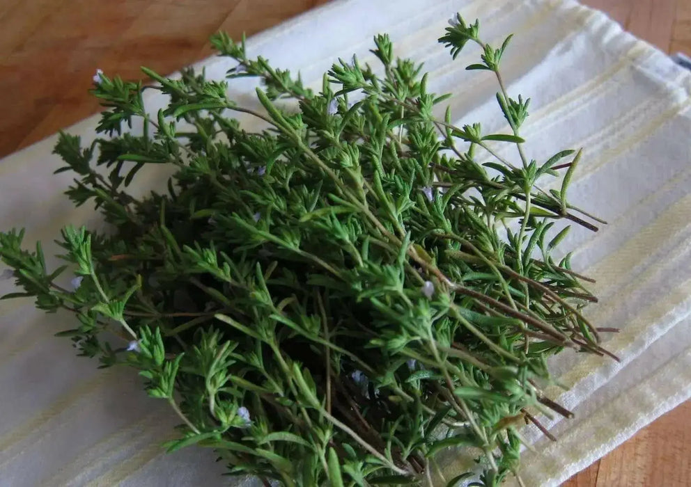 Summer Savory SEEDS  ANNUAL HERBS - Caribbean garden seed