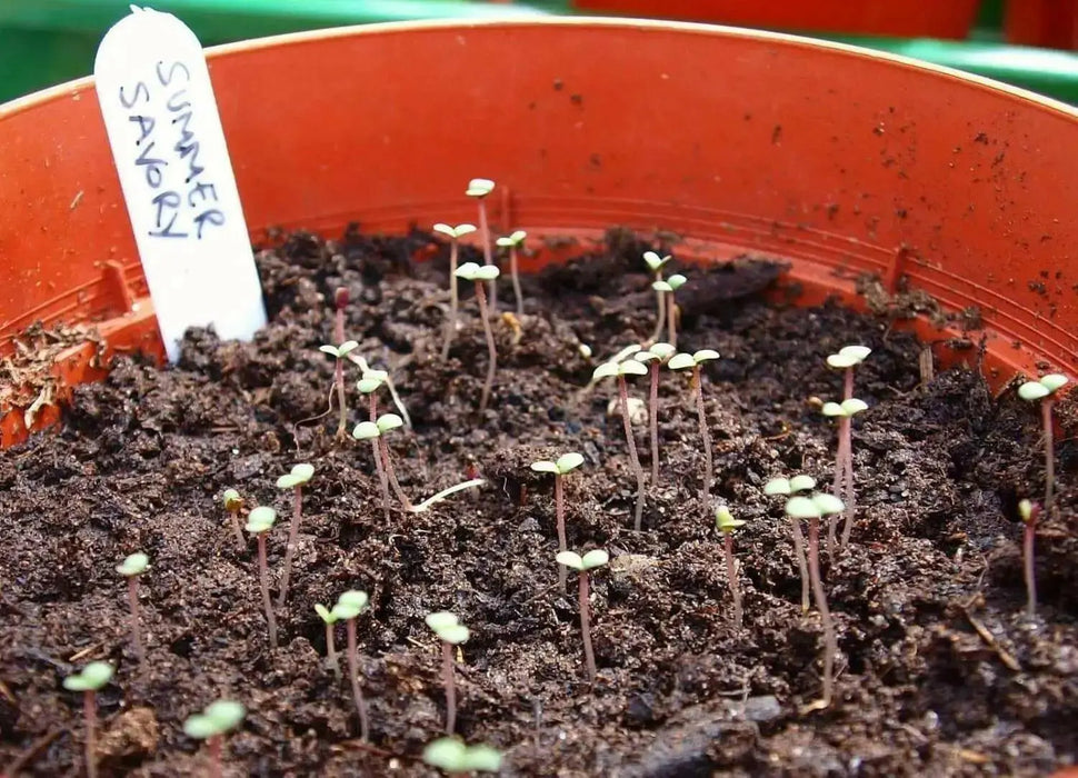 Summer Savory SEEDS  ANNUAL HERBS - Caribbean garden seed