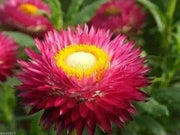 STRAWFLOWER SEEDS - Rose/Pink,Great for Cut flowers - Caribbean garden seed