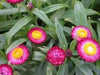 STRAWFLOWER SEEDS - Rose/Pink,Great for Cut flowers - Caribbean garden seed