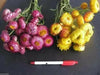 STRAWFLOWER SEEDS - Rose/Pink,Great for Cut flowers - Caribbean garden seed