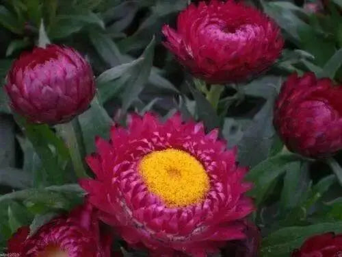 STRAWFLOWER SEEDS - Rose/Pink,Great for Cut flowers - Caribbean garden seed