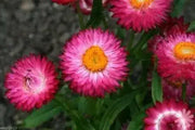 STRAWFLOWER SEEDS - Rose/Pink,Great for Cut flowers - Caribbean garden seed