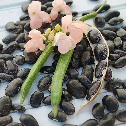 Sunset Runner Runner Bean, Beautiful PEACH flowers ,Edible Pods . - Caribbean garden seed