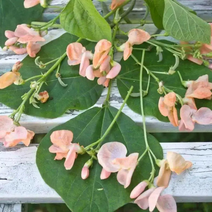 Sunset Runner Runner Bean, Beautiful PEACH flowers ,Edible Pods . - Caribbean garden seed