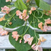 Sunset Runner Runner Bean, Beautiful PEACH flowers ,Edible Pods . - Caribbean garden seed