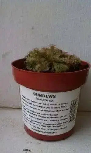 Sundews Plant - Drosera, Carnivorous plant, 3" Pot with dome - Caribbean garden seed