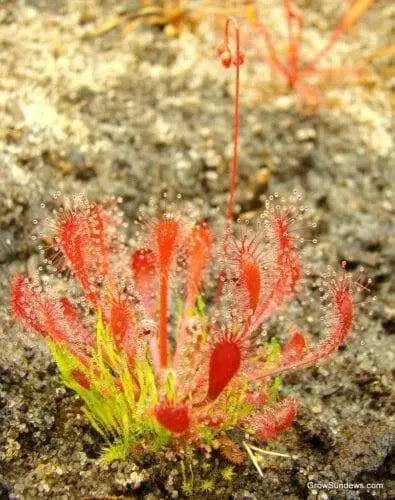 Sundews Plant - Drosera, Carnivorous plant, 3" Pot with dome - Caribbean garden seed