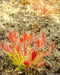 Sundews Plant - Drosera, Carnivorous plant, 3" Pot with dome - Caribbean garden seed