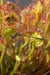 Sundews Plant - Drosera, Carnivorous plant, 3" Pot with dome - Caribbean garden seed