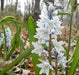 Striped Squill BULBS, Puschkinia Libanotica - Caribbean garden seed