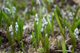 Striped Squill BULBS, Puschkinia Libanotica - Caribbean garden seed