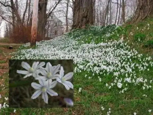 Striped Squill BULBS, Puschkinia Libanotica - Caribbean garden seed