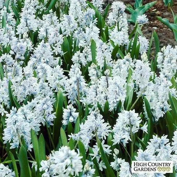 Striped Squill BULBS, Puschkinia Libanotica - Caribbean garden seed